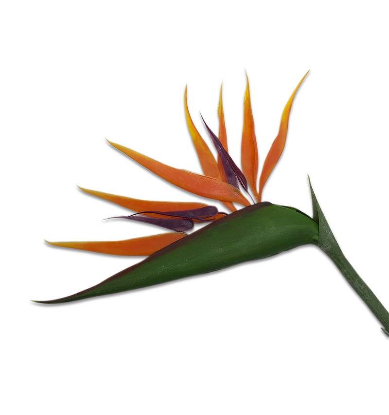 Large And Genuine Prehistoric Sea Beast Tooth – Mosasaur – Circa 68