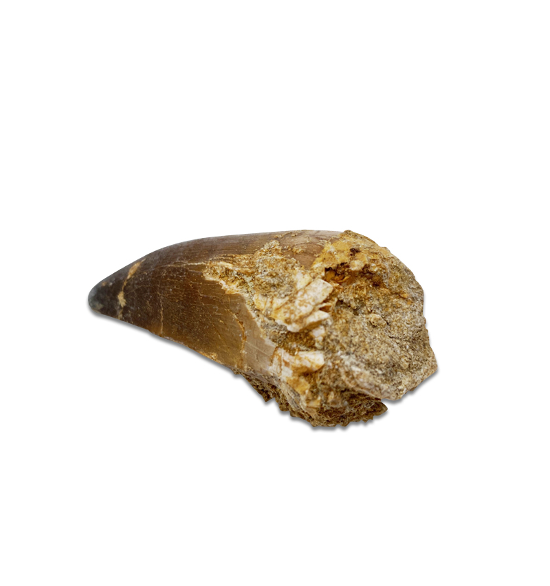 Large And Genuine Prehistoric Sea Beast Tooth – Mosasaur – Circa 68