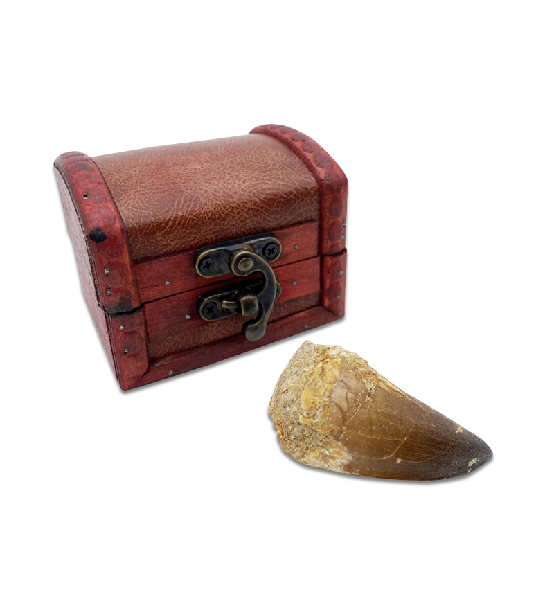 Large And Genuine Prehistoric Sea Beast Tooth – Mosasaur – Circa 68